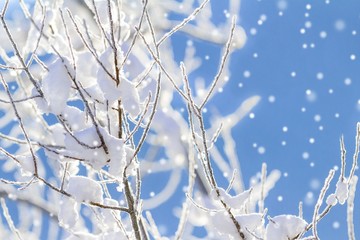 Schneebedeckte Zweige