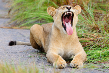 Fototapeta na wymiar Young lioness yawning