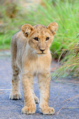 Lion cub