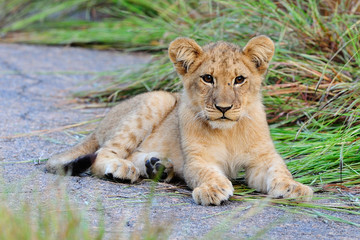 Lion cub