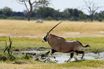 Gemsbok