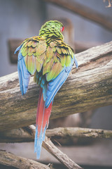 Ara militaire © PicsArt