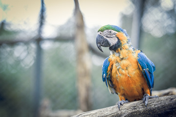 Perroquet ara jaune et bleu © PicsArt