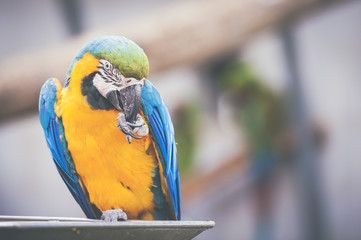 Perroquet ara jaune et bleu © PicsArt