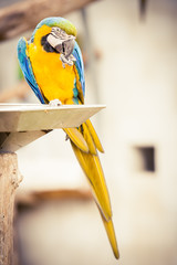 Ara jaune et bleu © PicsArt