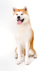 Akita Inu