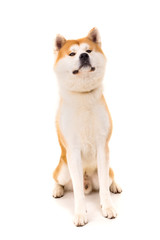 Akita Inu