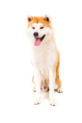 Akita Inu