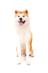 Akita Inu