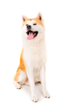 Japanese Akita Images – Browse 12,801 Stock Photos, Vectors, and Video |  Adobe Stock