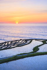 Rice terraces at sunset, Shiroyone senmaida