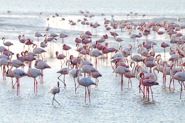 Flamingos (Phoenicopteridae) in Walvisbay