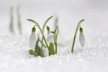 Crédence de cuisine en verre imprimé Printemps Spring snowdrop flowers with snow in the forest