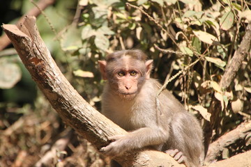 Macaco asiatico 04