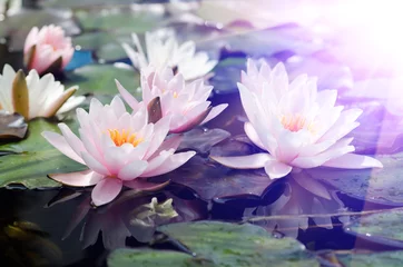 Abwaschbare Fototapete Lotus Blume Lotus Blume