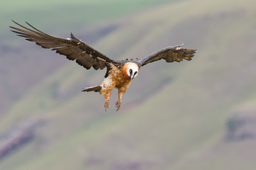 Adult bearded vulture landing on rock ledge where bones are avai