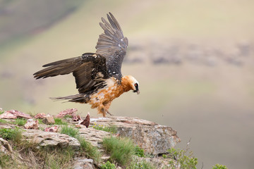 dult bearded vulture landing on rock ledge where bones are avail