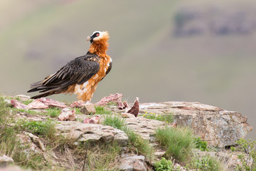 Adult bearded vulture landing on rock ledge where bones are avai