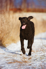 funny curly coated retriever dog running outdoors