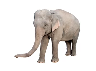 Papier Peint photo Lavable Éléphant éléphant d& 39 asie
