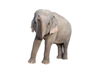 Obraz premium asia elephant