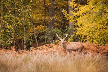 cerf
