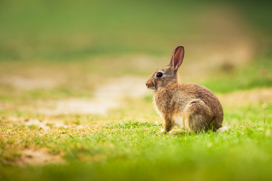 lapin de garenne