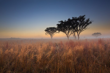 Cold cloudless morning sunrise with trees, brown grass and fog