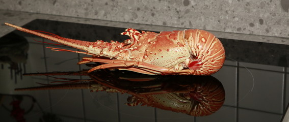 Langouste
