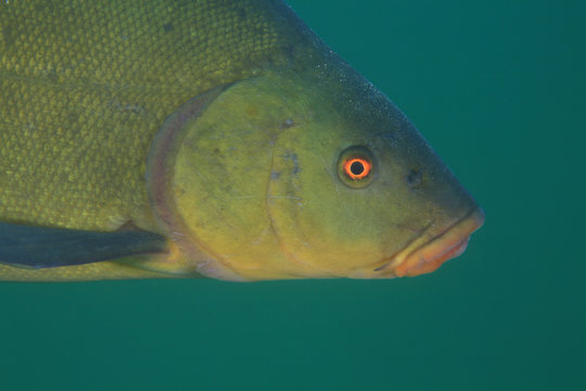Schleie (Tinca tinca)
