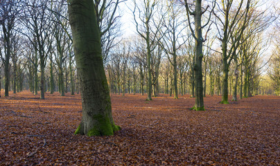Sunrise in a beech forest in winter