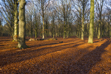 Fototapeta premium Sunrise in a beech forest in winter