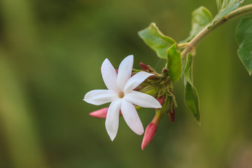 White Jasmine flowers in garden