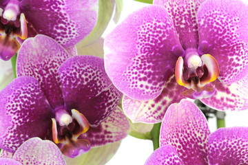 Beautiful pink orchid, macro shot

