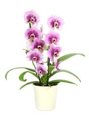 Naklejka na ściany i meble Orchid in pot isolated on white ( Phalaenopsis )