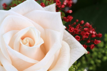 Beautiful white rose. Macro image.
