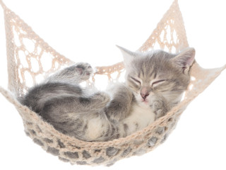Naklejka na ściany i meble Cute striated kitten sleeping in hammock