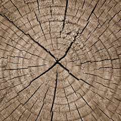Cross section of tree trunk showing growth rings,texture