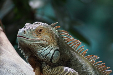 Fototapeta premium Leguan Blick