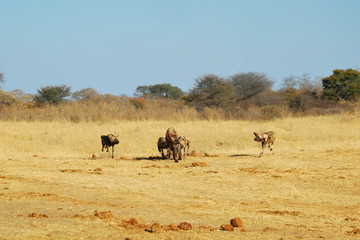 Fototapeta na wymiar Spotted hyaenas and wild dogs fight