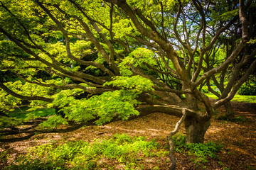 Tree at Cylburn Arboretum, in Baltimore, Maryland.