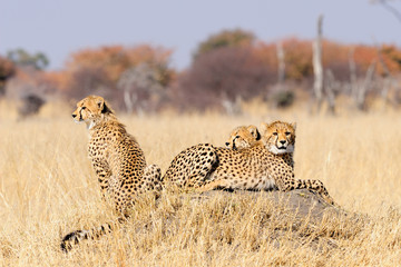 Cheetah cubs on termite mount