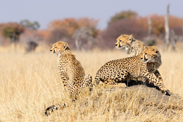 Cheetah cubs on termite mount