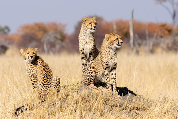Cheetah cubs on termite mount