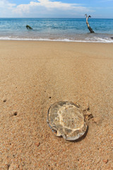 Nai Yang Beach blue cloundy sky with old tree  Phuket,Thailand,