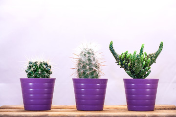 Three cacti in a row on a wooden table.