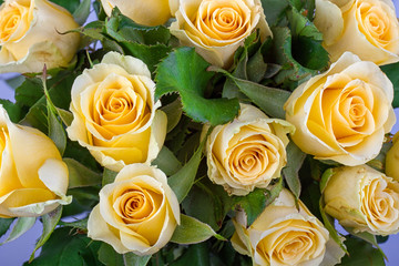 Yellow rose with green background