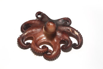 pulpo