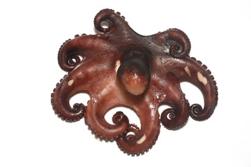 pulpo