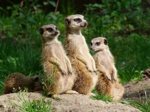 Erdm&auml;nnchenfamilie